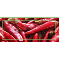 High quality red chili powder price red chili manufacturers